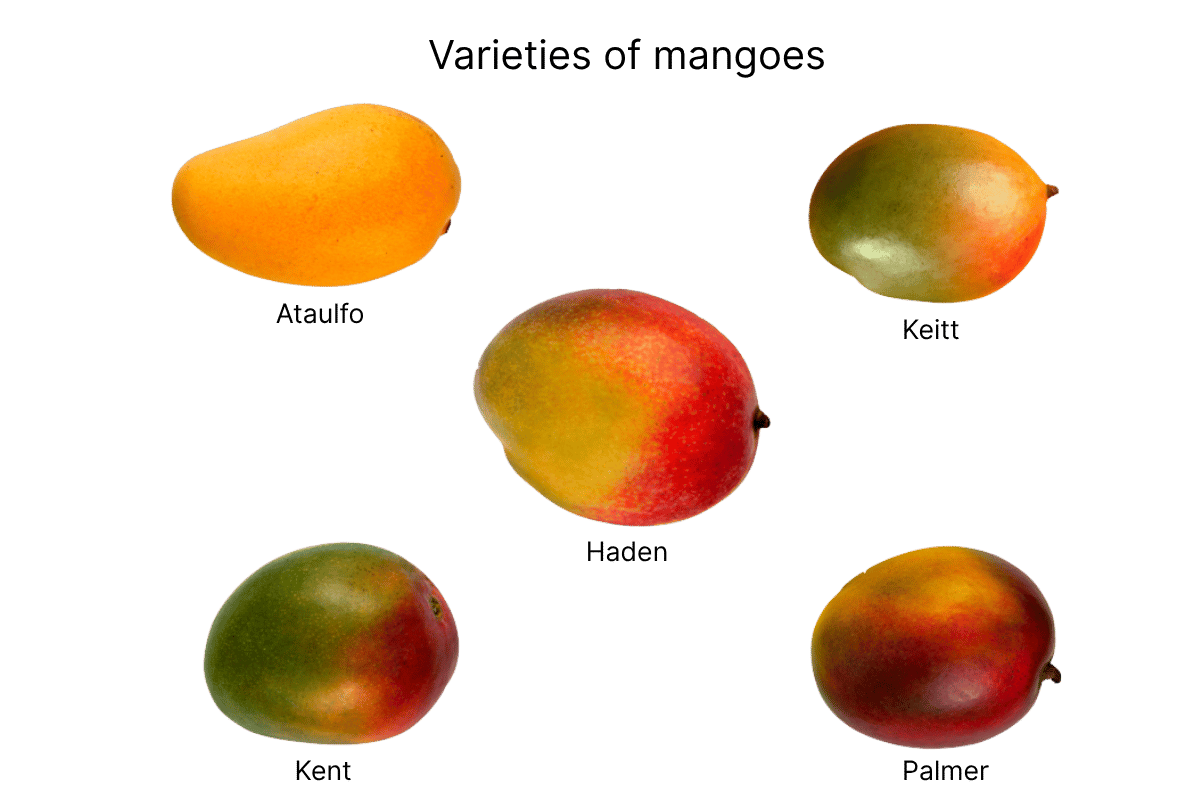Visual guide of different mango varieties.png